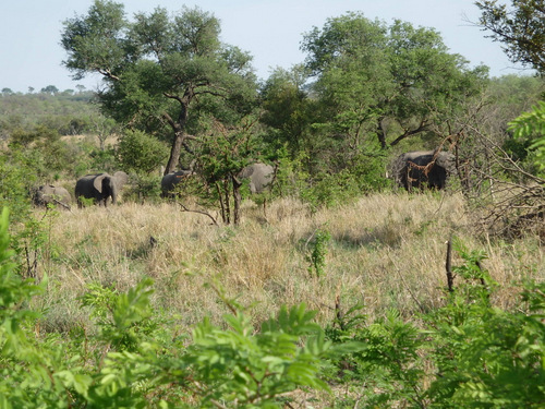 The Elephant Herd is coming into view.